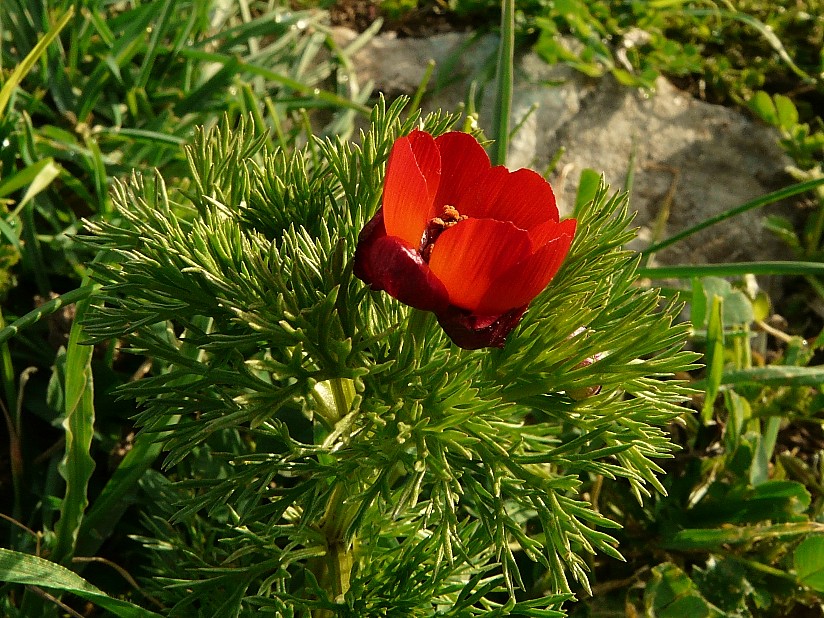 Adonis annua